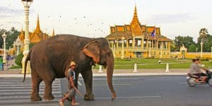 a-mahout-walking-an-elephant-on-the-street-in-phnom-penh