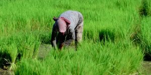 a-khmer-woman-working-on-the-field